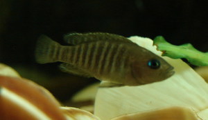 Neolamprologus multifasciatus