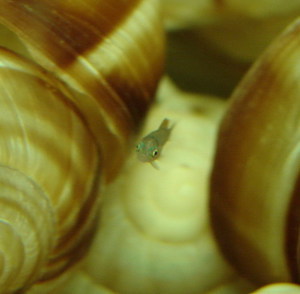 Neolamprologus multifasciatus