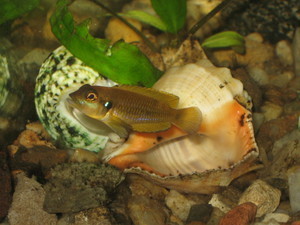 Lamprologus ocellatus gold