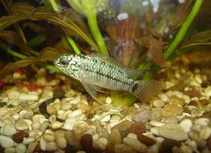 Apistogramma resticulosa