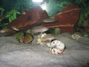 Lamprologus similis