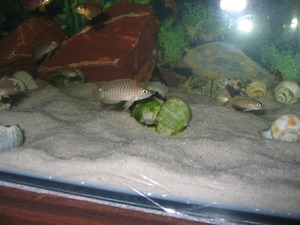 Lamprologus similis