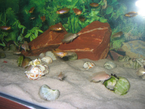 Lamprologus ocellatus 