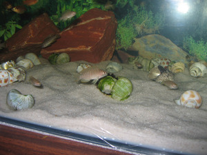 Lamprologus similis