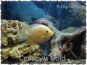 Северум Gold