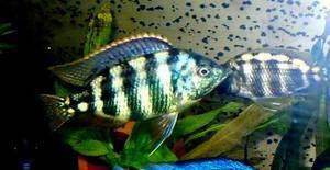 Placidochromis johnstoni solo