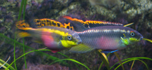 Pelvicachromis pulcher. Пара.