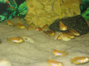 Lamprologus ocellatus 'gold'