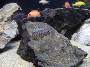 Copadichromis pleurostigma