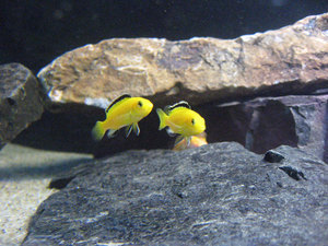 Labidochromis Yellow