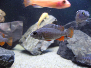 Copadichromis Borleyi Kadango