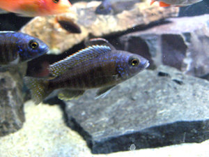 Sciaenochromis fryeri