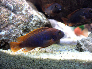 Jodotropheus sprengerae