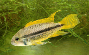 Apistogramma cacatuoides spec.