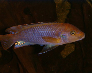 Iodotropheus sprengeri