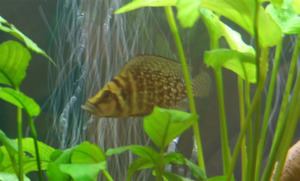 Altolamprologus calvus Black