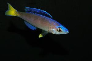 Cyprichromis Leptosoma (Mpulungu).