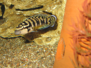 Julidochromis transcriptus 'Gombe'