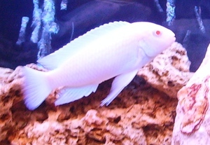 Pseudotropheus socolofi albino