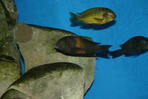 tropheus1