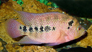 Cichlidae fish