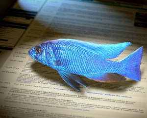 tanganyika fish