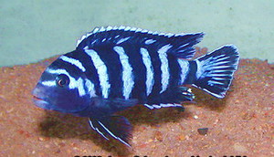 Pseudotropheus demasoni