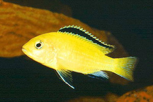 Labidochromis yellow