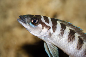 Neolamprologus cylindricus