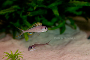 Xenotilapia nigrolabiata 'red princess'