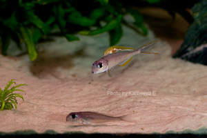 Xenotilapia nigrolabiata 'red princess'