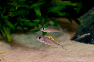 Xenotilapia nigrolabiata 'red princess'