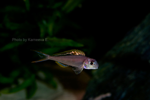 Xenotilapia nigrolabiata 'red princess'