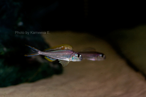 Xenotilapia nigrolabiata 'red princess'