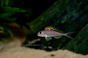 Xenotilapia nigrolabiata 'red princess'