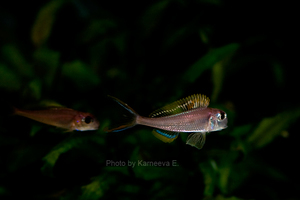 Xenotilapia nigrolabiata 'red princess'