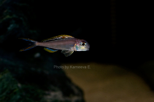 Xenotilapia nigrolabiata 'red princess'