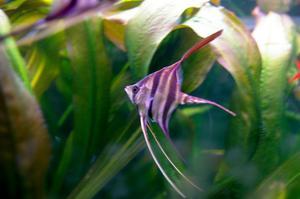 Pterophyllum altum