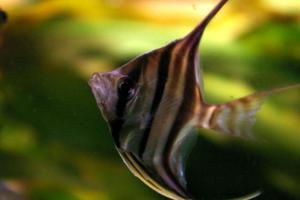 Pterophyllum altum