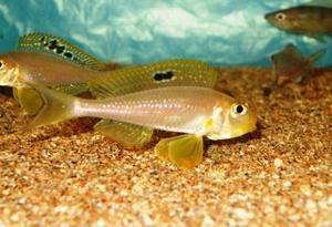 Xenotilapia spec papilio sunflower Msalaba