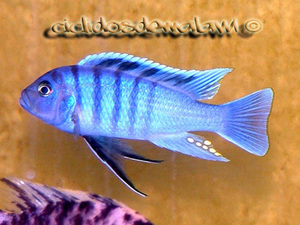 Cynotilapia Gallireya Reef