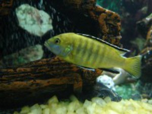 Labidochromis Caeruleus.