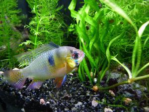 Apistogramma ramirezi