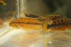 Apistogramma atahualpa