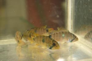 Apistogramma sp. 