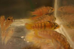 Apistogramma baenschi (sp.Inka)