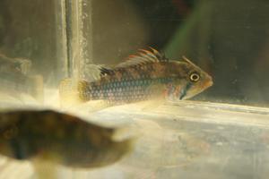 Apistogramma norberti