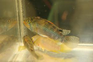 Apistogramma norberti