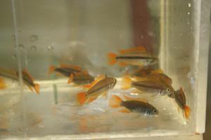 Apistogramma cacatuoides OrangeFlash