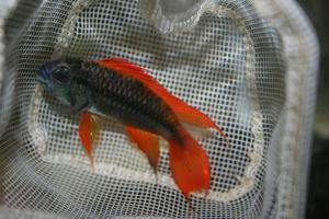 Apistogramma cacatuoides OrangeFlash